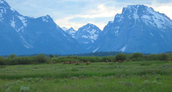Elk herd grazing on Willow Flats in Grand Teton National Park