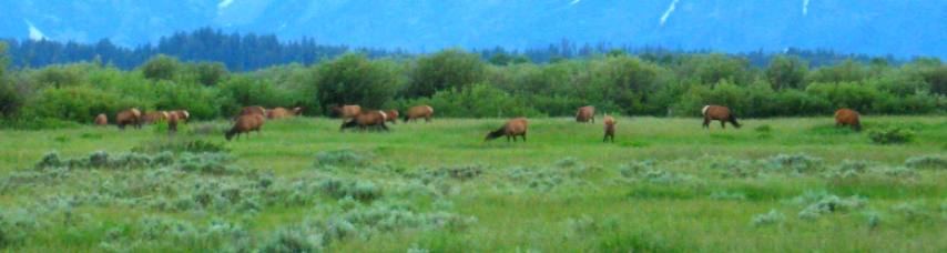Elk herd in Willow Flats near Jackson Lake  Lodge in Grand Teton National Park 