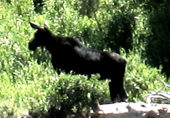 Large moose that was hanging out along the Gros Ventre River near the Gros Ventre Campground in Grand Teton National Park