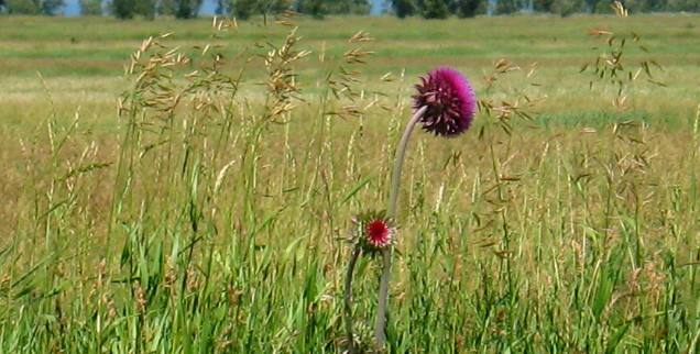Thistle blooming on Antelope Flats in Grand Teton National Park