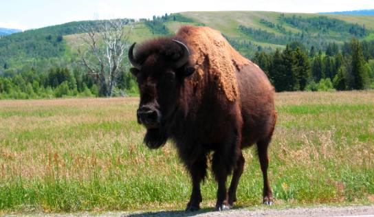 Large buffalo eyeballing our Saturn along Antelope Flats Road in Grand Teton National Park