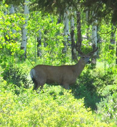 Nice buck watching us as we pass by on Gros Ventre Road in the Gros Ventre Wilderness east of Kelly, Wyoming