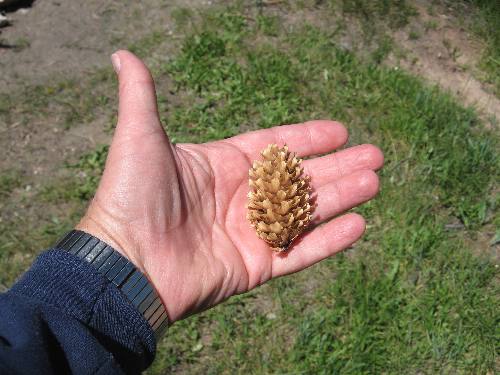Cone from a spruce tree in a campground along Gros Ventre Road deep in the Gros Ventre Wilderness east of Jackson, Wyoming