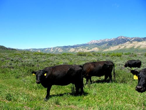 Free range cattle on ranch along Gros Ventre Road deep in the Gros Ventre Wilderness