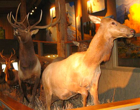Elk Dioramas in the Greater Yellowstone Visitor Center at Jackson Hole, Wyoming