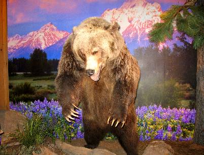 Diorama of Grizzly Bear in Jackson Hole at the Greater Yellowstone Visitor Center