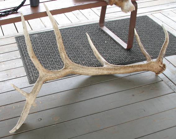 Elk Antler on display at the Greater Yellowstone Visitor Center in Jackson, Wyoming