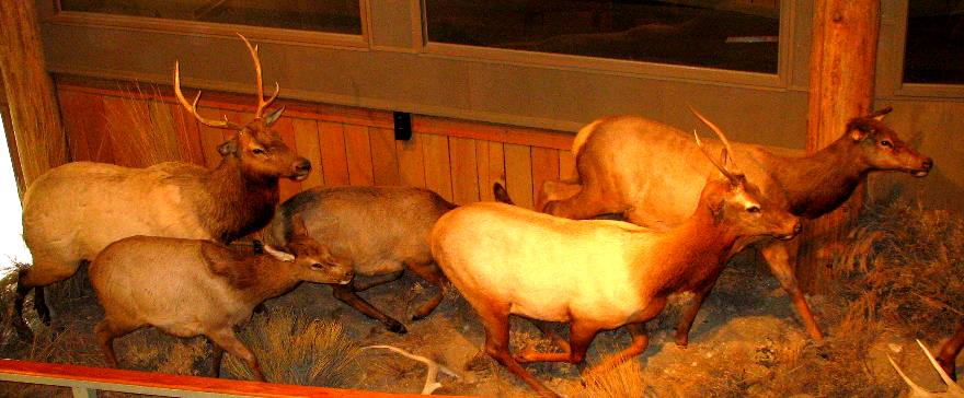 Diorama of the Elk at the Greater Yellowstone Visitor Center in Jackson, Wyoming