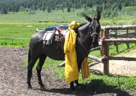 Pack mule getting used to yellow tarp and saddle at Heart-6 Guest Ranch on Buffalo Valley Road