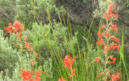 Scarlet Gilia in bloom along Rockefeller Preserve walking trail