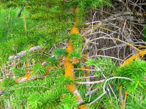 Gold fungus or lichen on this spruce tree at Schwabacher Landing in Grand Teton National Park
