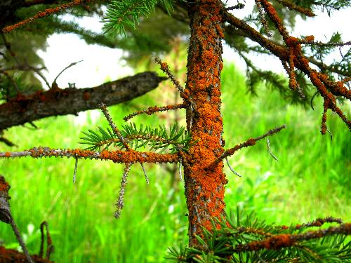 Golden orange lichen or fungus on this Engleman Spruce tree at Schwabacher Landing in Grand Teton National Park