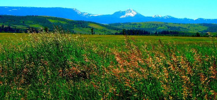View from Mormon Row across Antelope Flats south toward mountains in the Gros Ventre Wilderness