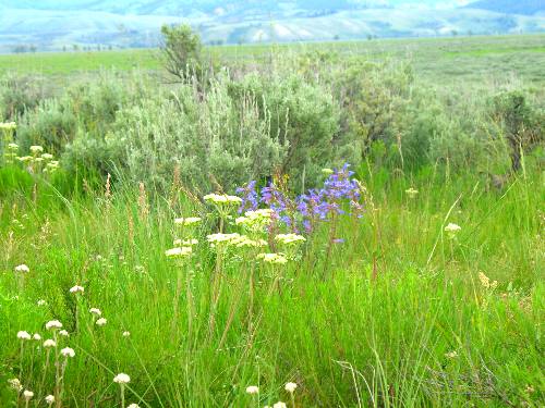 Buckwheat & Larkspur growing in field along Mormon Row