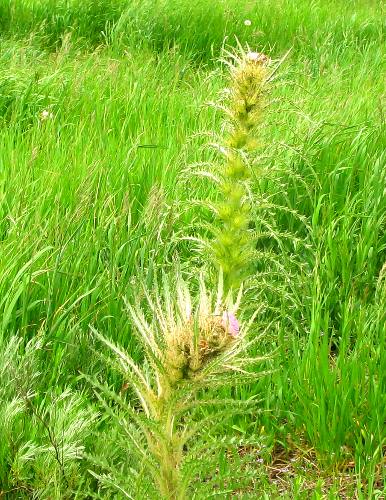 Elk Thistle about to bloom along Antelope Flats Road in Grand Teton National Park