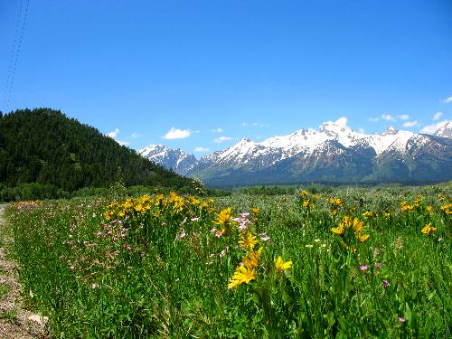 Mule Ears  blooming on Antelope Flats in Grand Teton National Park with the Teton Range in background