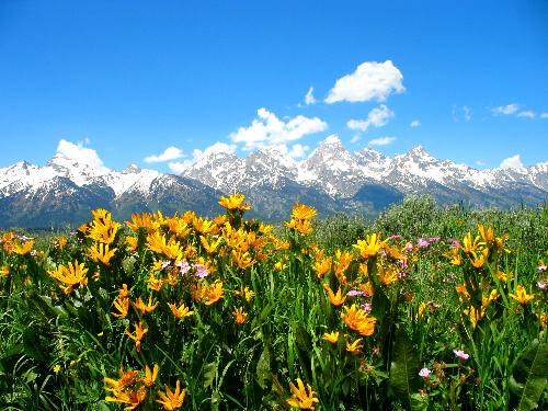 Mule  Ears  on Antelope Flats in Grand Teton National Park with Grand Teton Mountain in the background