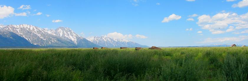 Buffalo grazing on Antelope Flats with the Teton Range in the background all in Grand Teton National Park
