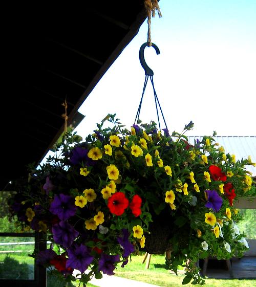 Hanging basket at Dornans Chuckwagon Pavilion in Grand Teton National Park