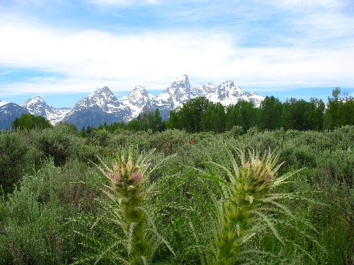 Joyce took this picture of elk thistle framed by Grand Teton Mountain in the Teton Range from the Rockerfeller Preserve walking trail