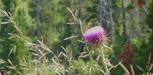 Thistle beside Granite Creek Road in the Gros Ventre Wilderness southeast of Hoback Junction