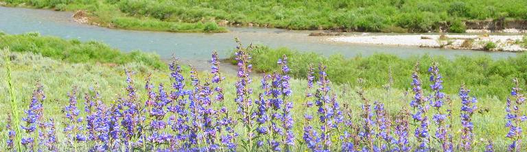 Larkspur along Granite Creek Road in the Gros Ventre Wilderness southeast of Hoback Junction