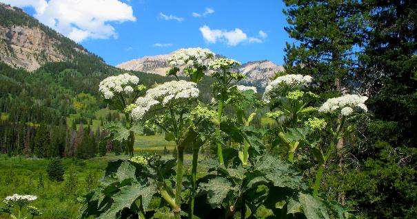 Common Cowparsnip along Granite Creek Road deep in the Gros Ventre Wilderness southeast of Hoback Junction