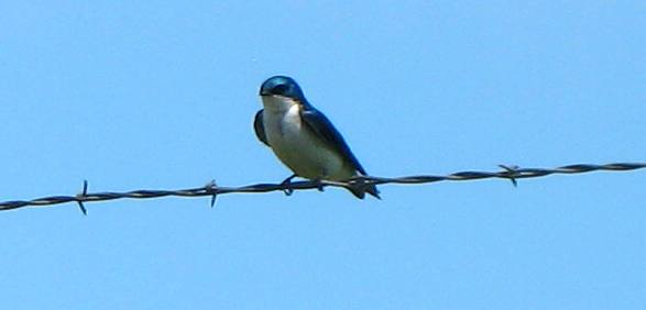 Tree swallow nesting in blue bird box along the western edge of the National Elk Refuge
