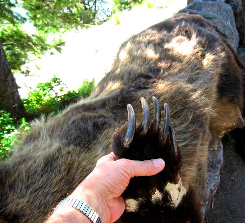 Mike holding a bear claw on display at Jenny Lake Overlook in Grand Teton National Park