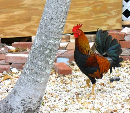 Dining guest roaming the al fresco dining area of Blue Heaven Restaurant in Key West