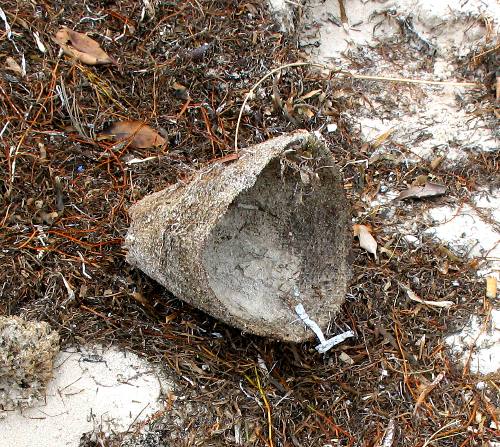 Vase sponge washed up on Smathers Beach in Key West