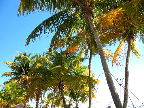 Coconut palms on Smathers Beach in Key West