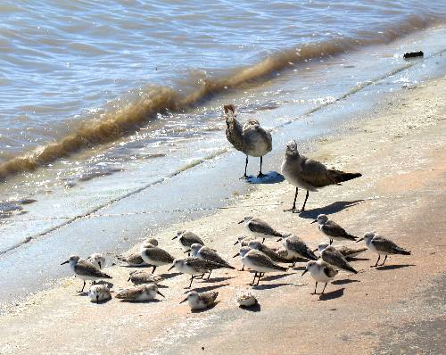 Sea guls and sand pipers on Smathers Beach in Key West, Florida