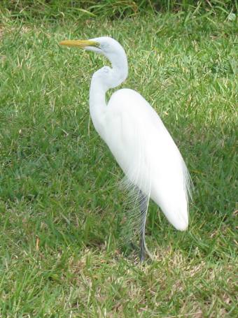 Mooch is the "resident" great egret at the Key West Wildlife Rescue Center