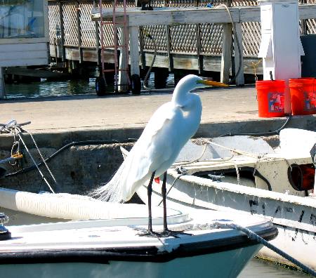 Great egret resting on the bow of a charter boat along Harbor Walk in Key West Bight Marina