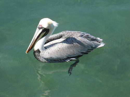 Brown pelican floating in the historic old seaport at Key West Bight