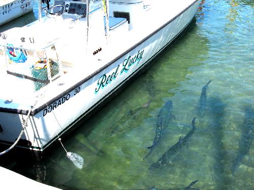 Large tarpon milling around charter boat in the historic old seaport at Key West Bight