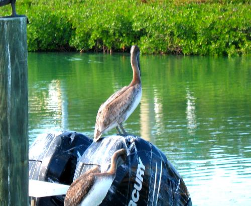 Brown pelicans on charter boat at Hurrican Hole Marina in Key West