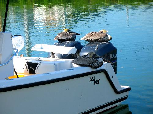 Brown pelicans resting on charter boat at Hurricane Hole Marina in Key West