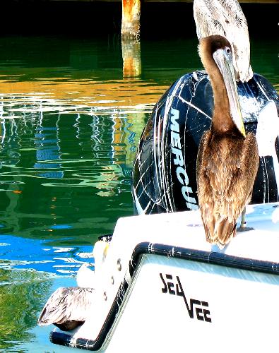 Brown pelican resting on charter boat at Hurricane Hole Marina in Key West