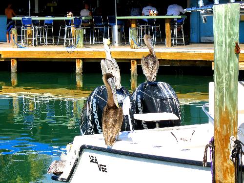 Brown pelican on sport fishing boat at Hurricane Hole Marina in Key West 