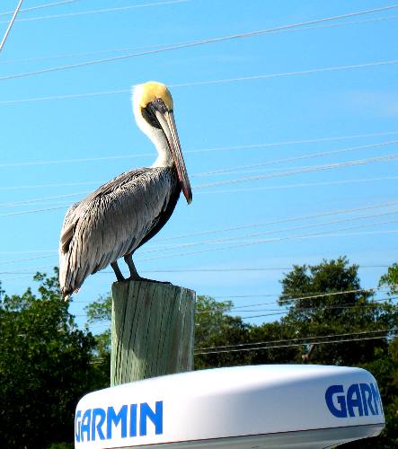Resting brown pelican on Hurricane Hole Marina piling in Key West