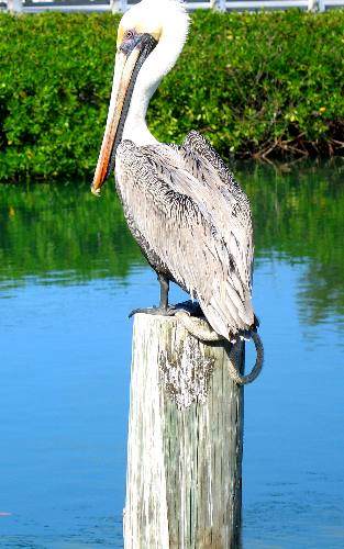 Young brown pelican sunning on piling at the Hurricane Hole Marina in Key West