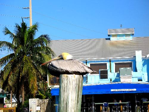 Adult brown pelican sunning on piling at the Hurricane Hole Marina in Key West