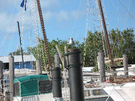 Sailboat rigging as seen from our table at Hogfish Grill in Key West