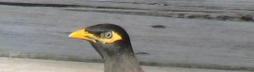 This common myna was on the dock eating leftovers from tables at Hogfish Grill in Key West, Florida