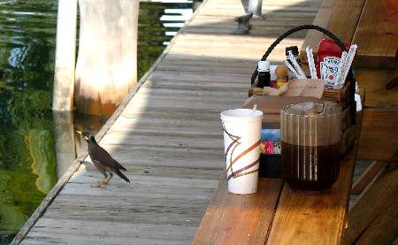 Common mynah dining on table scraps at Hogfish Grill on Stock Island