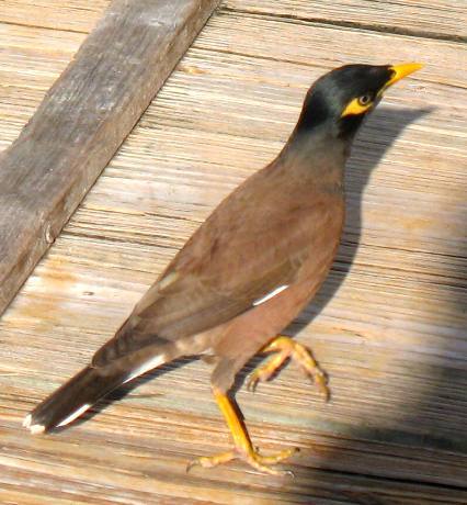 Common mynah feeding on table scraps at Hogfish Grill in Key West