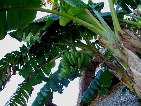 Bananas on banana plant outside Hogfish Grill in Key West