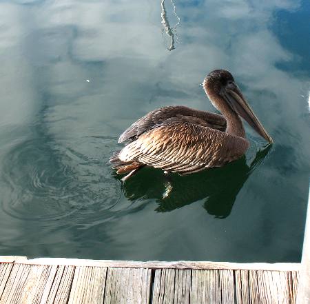 Immature brown pelican along Harbor Walk in Key West Bight Marina